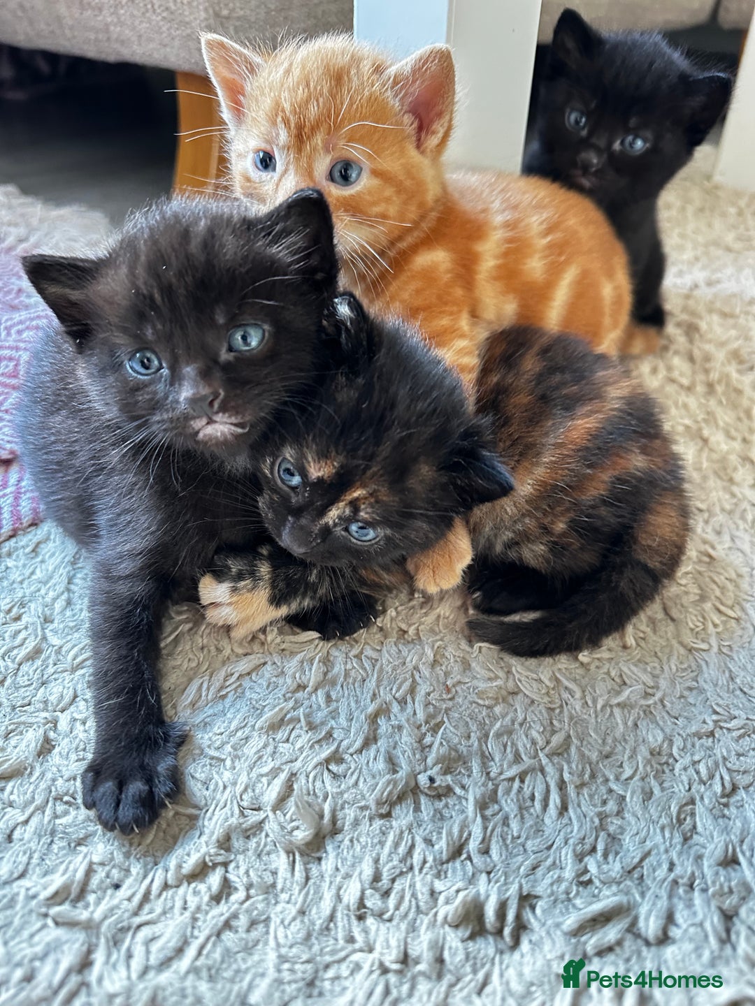 Mixed Breed cats for sale: Adorable little kittens looking for a new home - Image 2