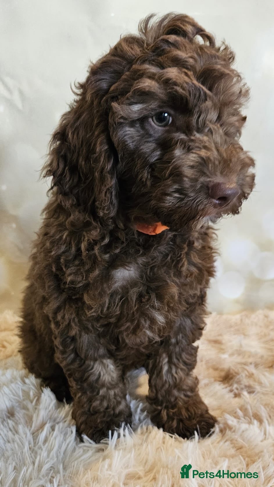 Cockapoo dogs LYNJONBORNS BEAUTIFUL COCKAP00 PUPPYS - Advert 2