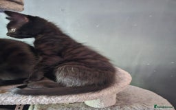 Mixed Breed cats for sale: Mixed breed kittens  - Image 2