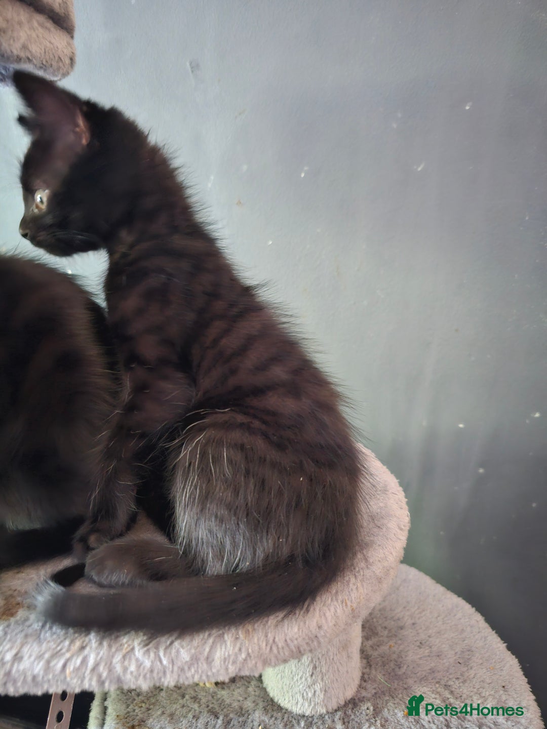 Mixed Breed cats for sale: Mixed breed kittens  - Image 2