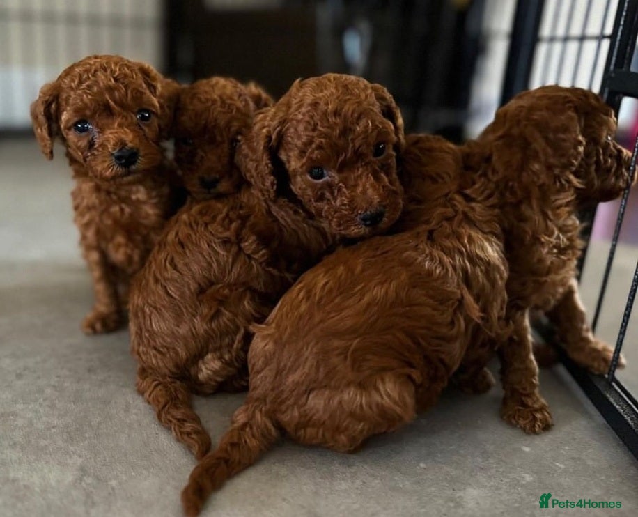 Toy Poodle dogs 3 Pure Confidence Toy Poodle puppies for sale - Advert 4