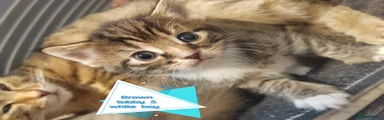 Mixed Breed Kitten 1