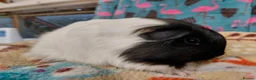 Guinea Pig rodents for sale: Young Adult Teddy Sow/Retired Young Adults  - Advert 5