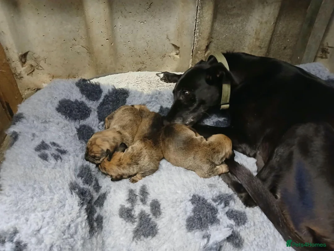 Mixed Breed dogs for sale: Dachshund x Saluki Greyhound  - Advert 2