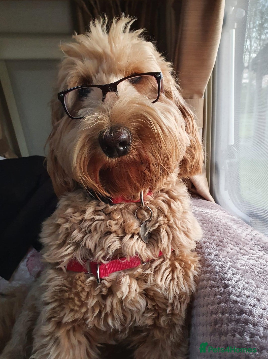 Goldendoodle dogs for sale: Multigenerational Puppies Waiting List - Advert 9