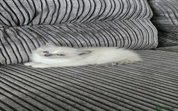 Ragdoll cats for sale: Gorgeous Ragdoll kittens  - Image 1