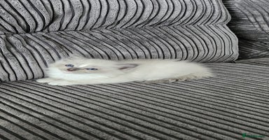 Ragdoll cats - Advert 13