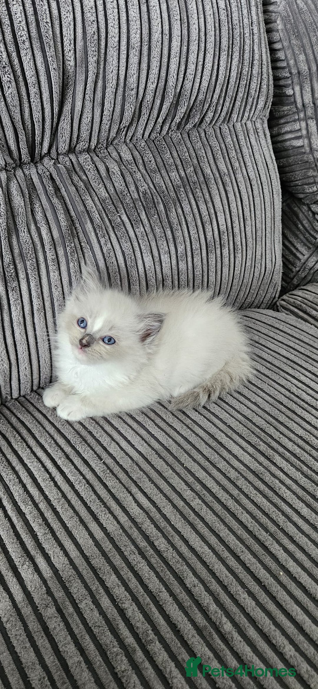 Ragdoll cats for sale: Gorgeous Ragdoll kittens  - Image 1