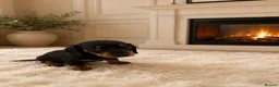 Miniature Dachshund dogs for sale: KC miniature dachshund - Advert 2
