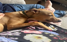 Lurcher dogs for sale: Loving 6Month Old Lurcher Puppy - Image 15
