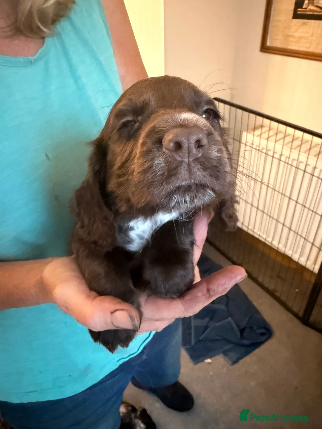 Cocker Spaniel dogs for sale: KC working cocker spanial - Advert 24