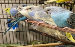 Budgerigars birds for sale: Budgies  - Advert 4