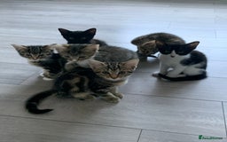 Bengal cats for sale: Kittens for sale - Image 1
