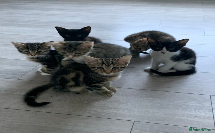 Bengal cats - Advert 4