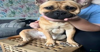 Mixed Breed dogs - Advert 14