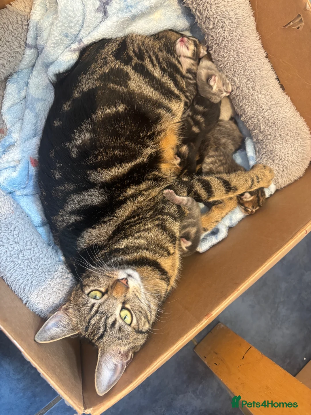 Bengal cats for sale: Male and female half bengal ready for new homes in Frome - Advert 8