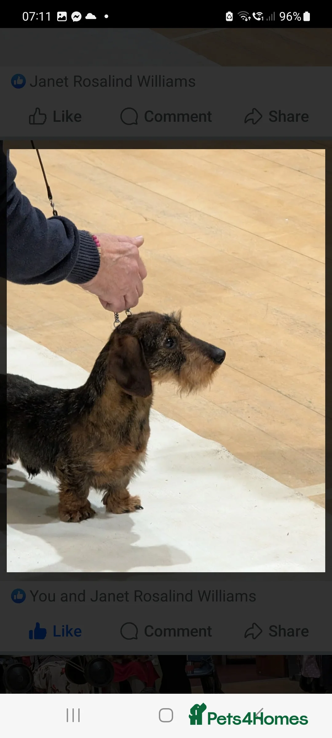 Miniature Dachshund dogs for stud: Stud dog - Advert 2