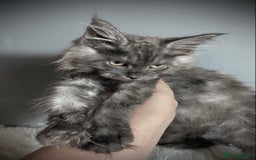 Maine Coon cats for sale: TICA Registered Black Smoke Male / Silver Male  - Image 2