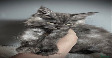 Maine Coon cats - Advert 3