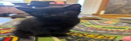 Mixed Breed cats for sale: Lovely Kittens for Sale in Trimdon Station - Advert 7