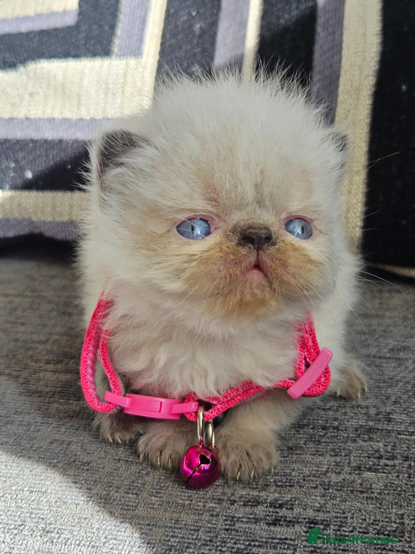 Persian cats Stunning Top Quality Persian Kittens  - Advert 20