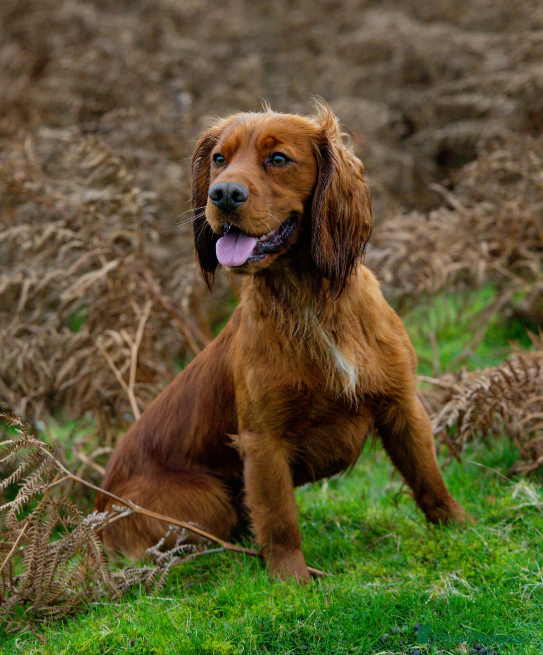 Cocker Spaniel dogs for stud: FTCH x FTCH KC Cocker Spaniel Stud - Advert 1
