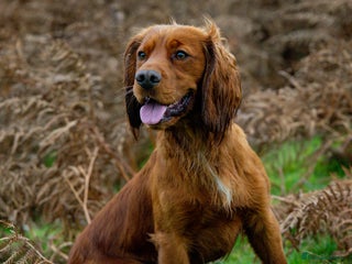 Cocker Spaniel dogs Red KC Cocker Spaniel Stud - Advert 1
