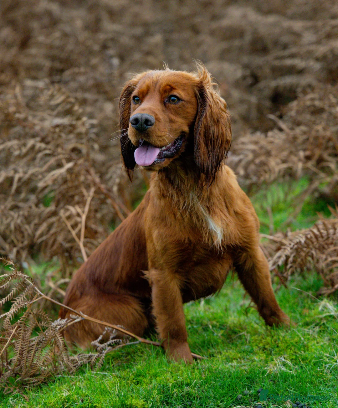 Cocker Spaniel dogs for stud: FTCH x FTCH KC Cocker Spaniel Stud - Advert 1