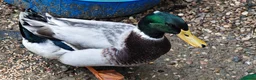 Ducks poultry for sale: Domestic Mallard Drakes - Need New Home in Nottingham - Advert 2