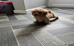 Toy Poodle dogs for sale: Toy Poodles  - Image 5
