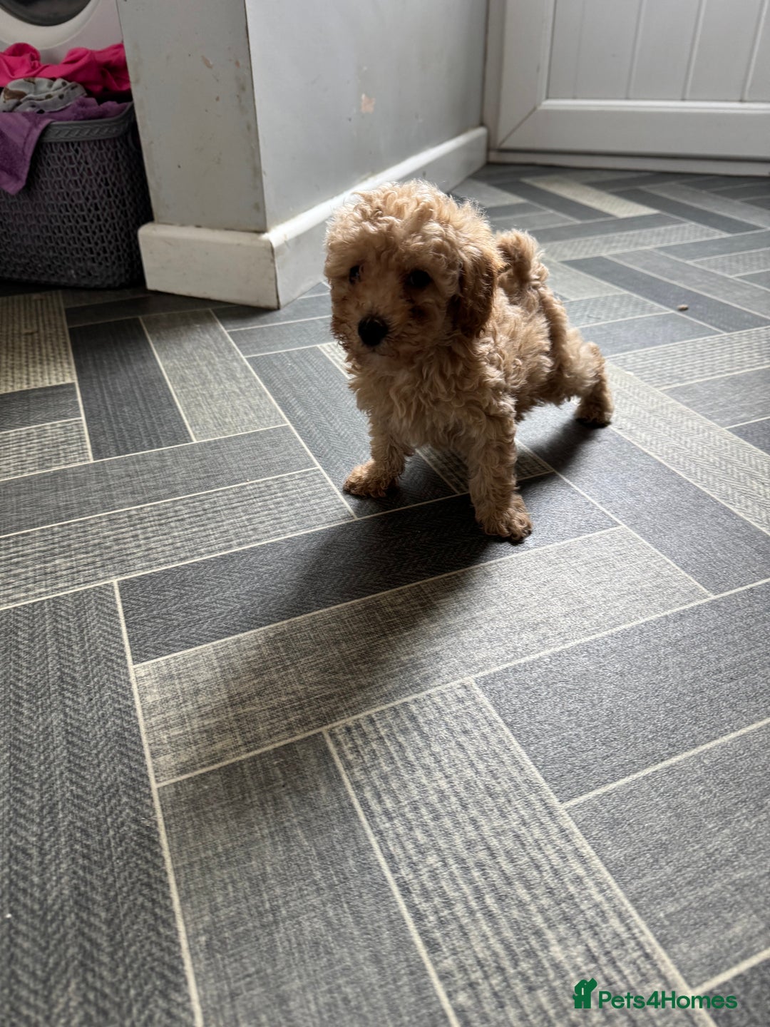 Toy Poodle dogs for sale: Toy Poodles  - Image 5