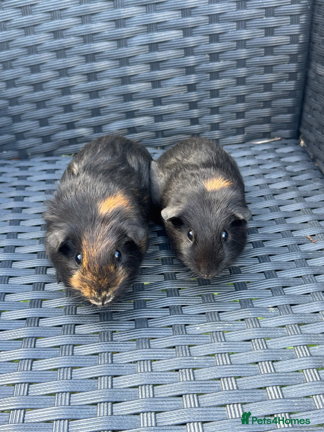 Guinea Pig rodents for sale: Two beautiful sisters  - Advert 2