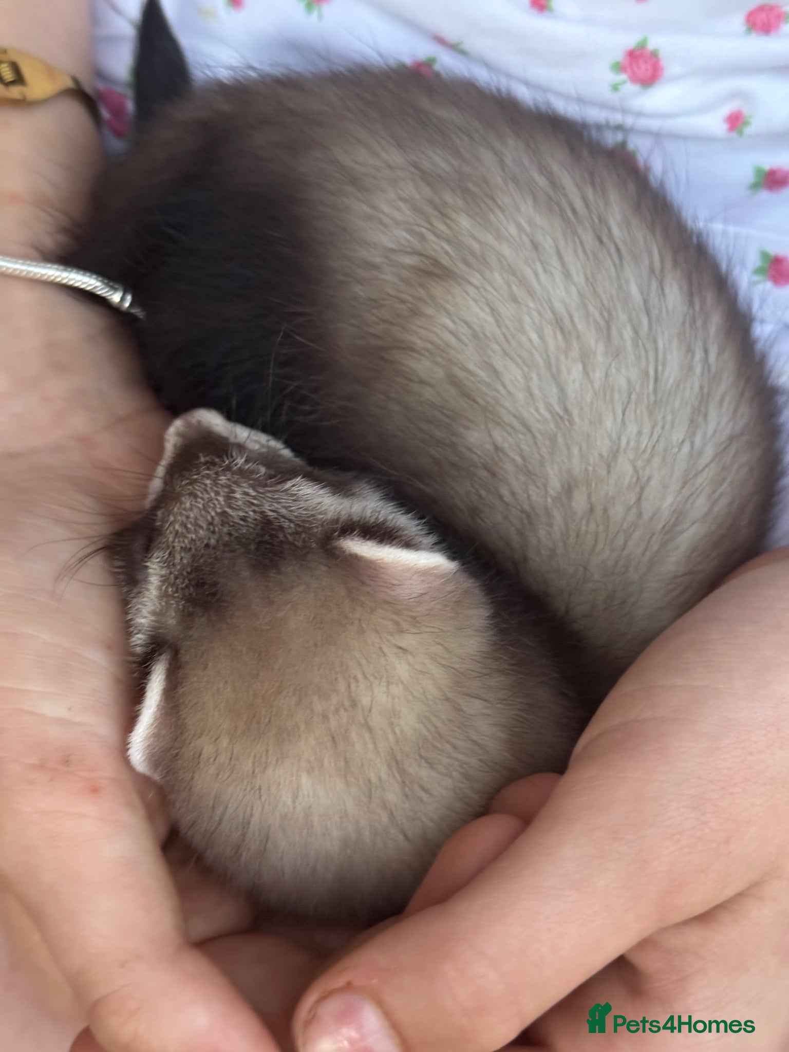 Ferret rodents for sale: Beautiful ferrets 9 weeks old  - Advert 11