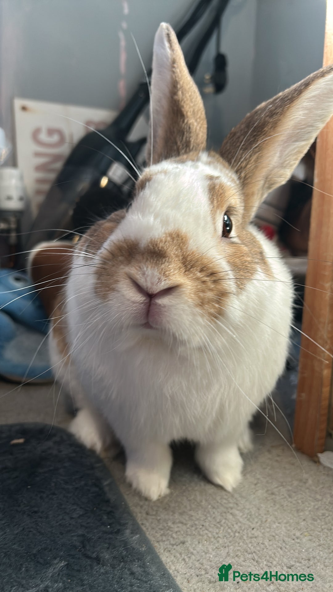 Rex rabbits for sale: Rabbit for sale due to unforeseen circumstances  - Image 3