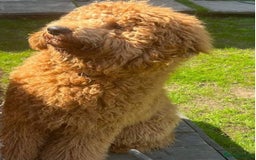 Goldendoodle dogs for sale: 🐾 Adorable Standard Goldendoodle Puppies 🐾 - Image 4