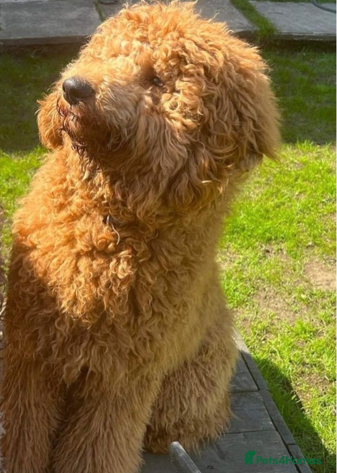 Goldendoodle dogs for sale: 🐾 Adorable Standard Goldendoodle Puppies 🐾 - Image 4