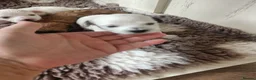 Maltipoo dogs for sale: Maltipoo puppies 2 girls 2 boys - Advert 4