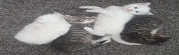 Siberian cats for sale: 4 kittens for sale - Advert 34