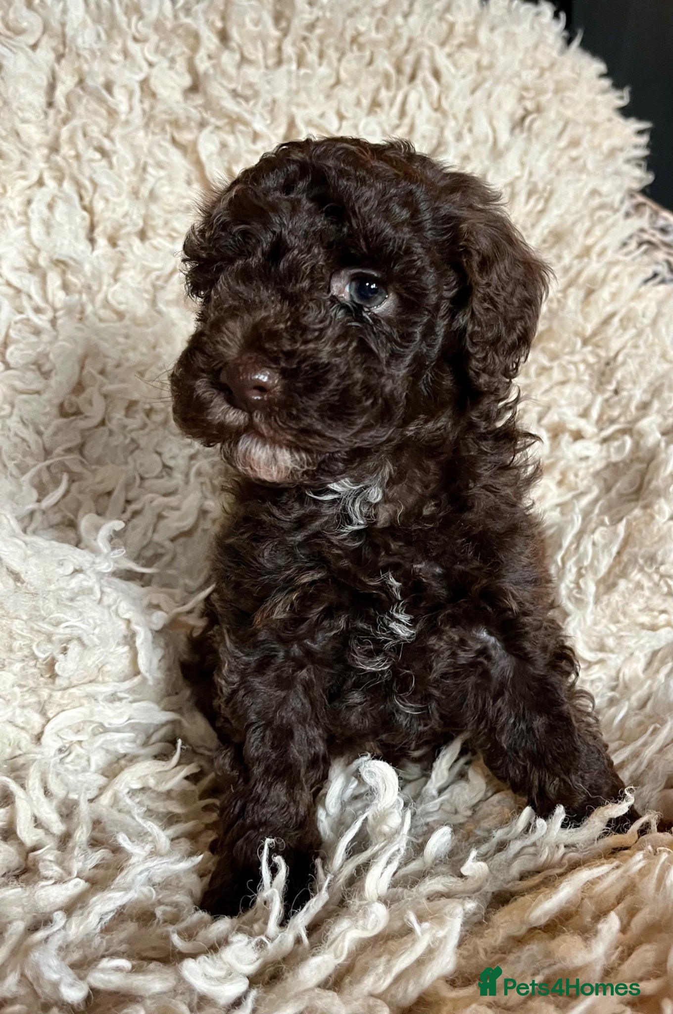 Toy Poodle dogs Adorable Full Pedigree Toy Poodle Puppies - Advert 3