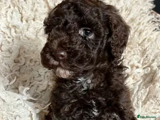 Toy Poodle dogs Adorable Full Pedigree Toy Poodle Puppies - Advert 3