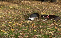 Boston Terrier dogs for sale: Boston Terrier Adults - Image 7