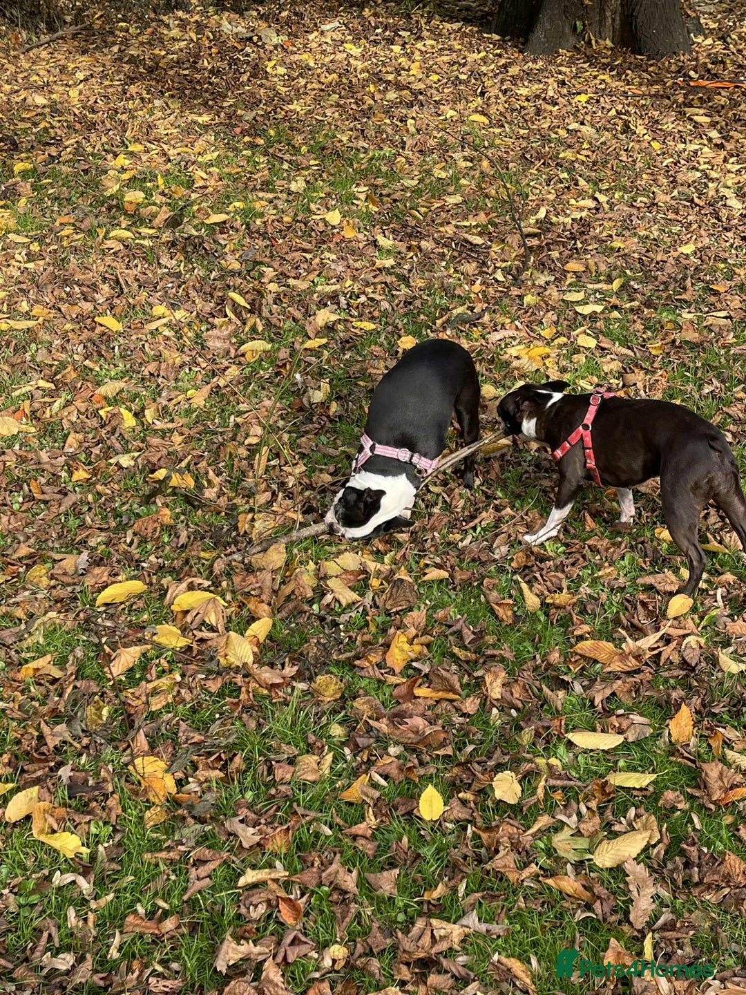 Boston Terrier dogs for sale: Boston Terrier Adults - Image 7