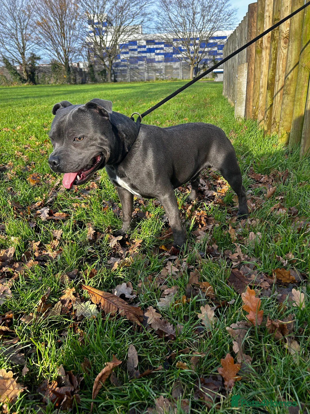 Staffordshire Bull Terrier dogs for stud: Exceptional Blue Staffordshire Stud Service -Milo in Brentford - Advert 4