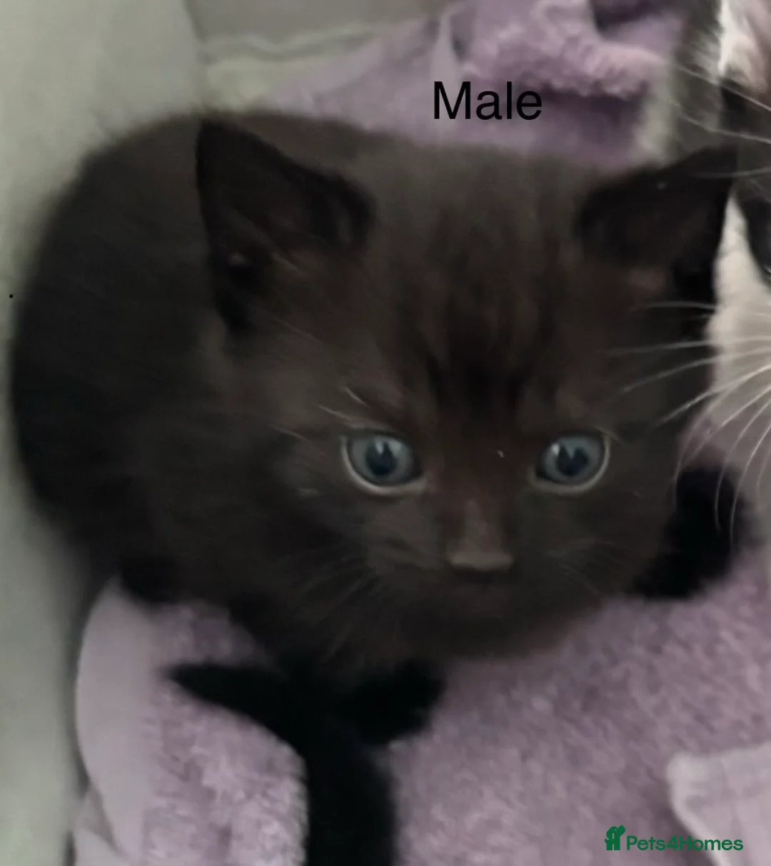 Mixed Breed cats for sale: Kittens for sale - Advert 2