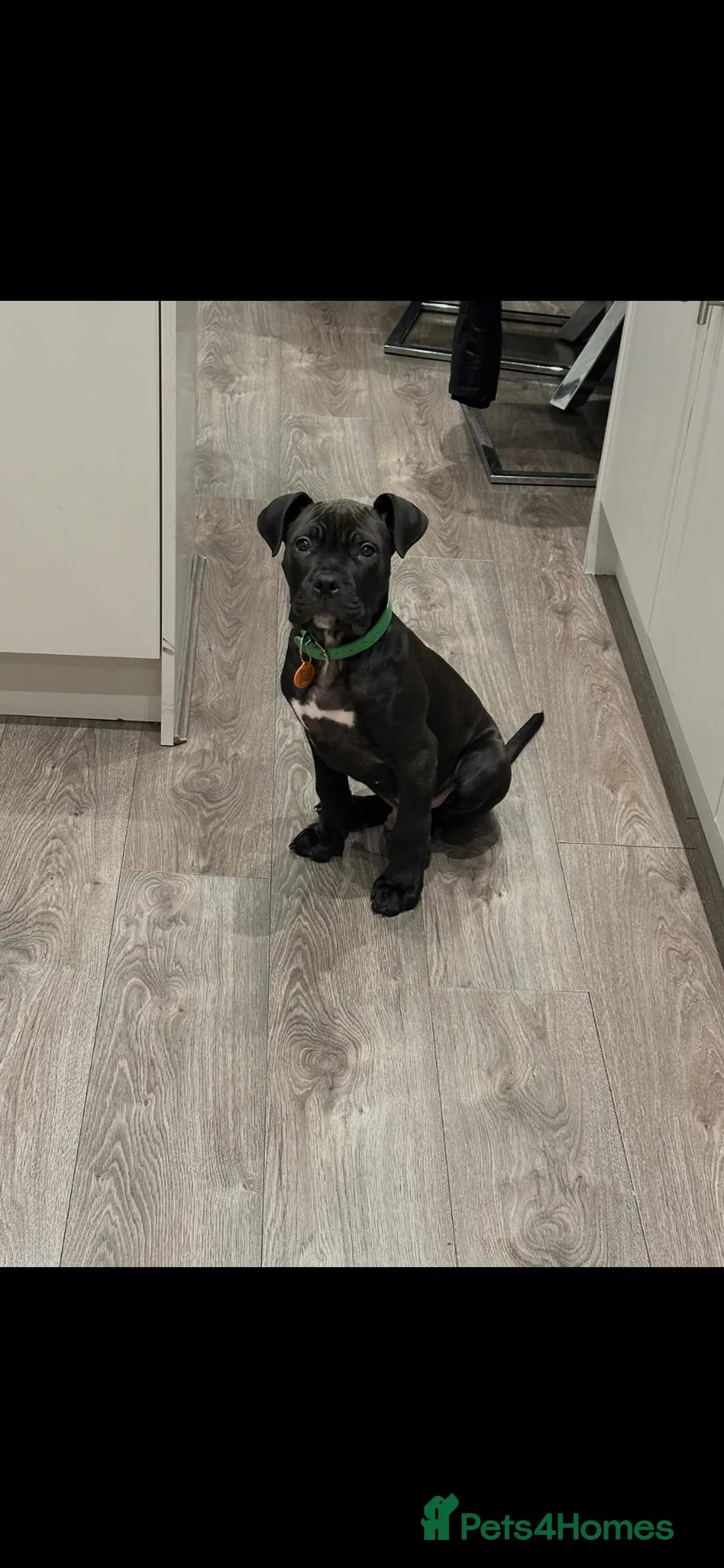 Mixed Breed dogs for sale: Cane corso x  in Birmingham - Advert 1