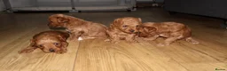 Maltipoo dogs for sale: 🐶 Stunning Brown/Red F1B Maltipoo Puppies ❤️ in Luton - Advert 32