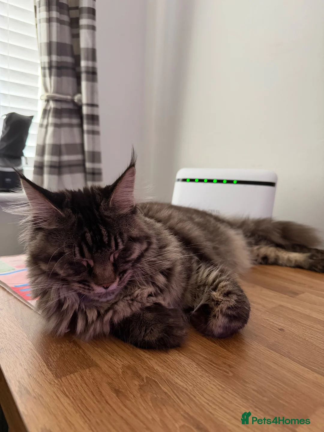 Maine Coon cats for sale: 6 month old Maincoon  in Bourne - Advert 5