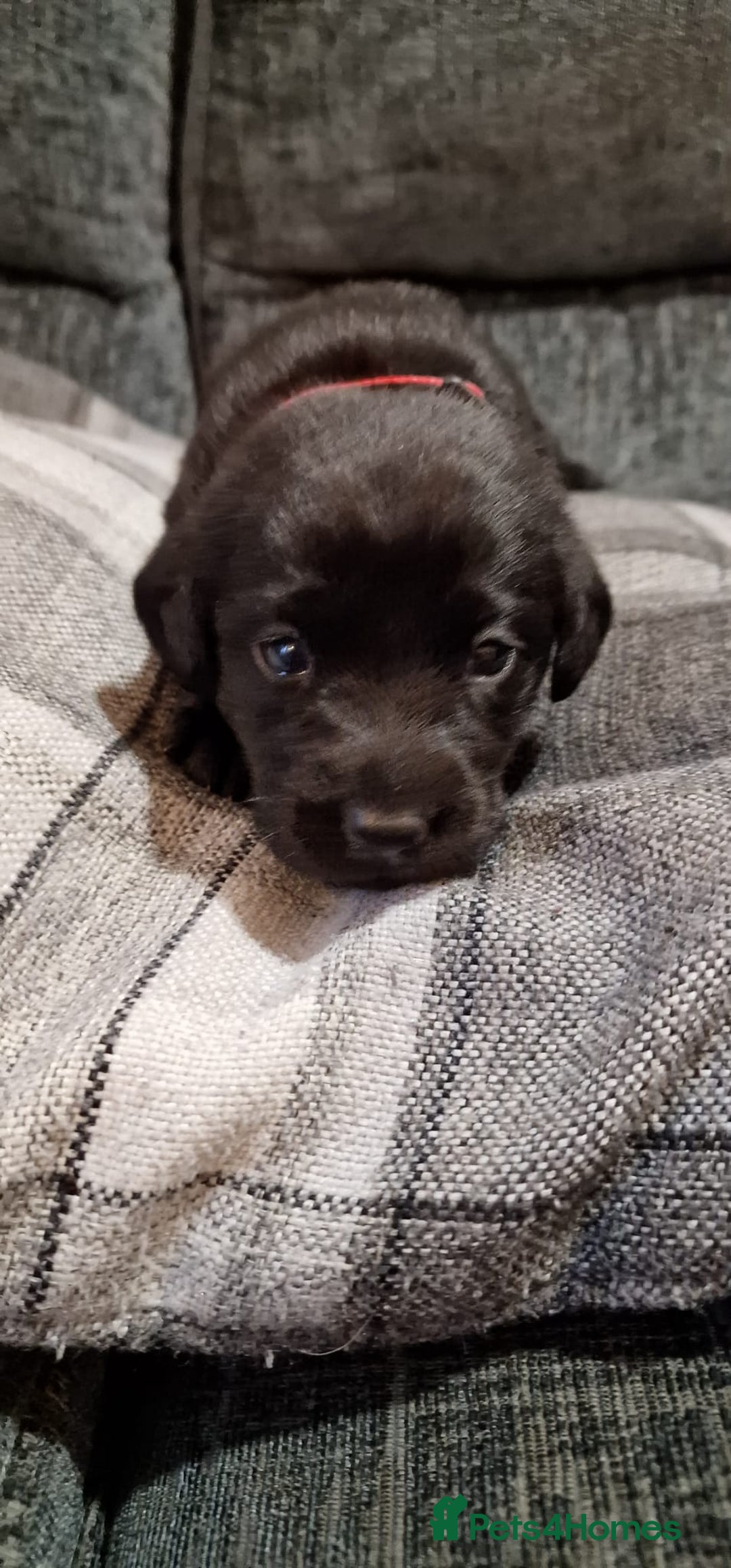 Labrador Retriever dogs for sale: KC Registered Black Lab (1 Girl, 1 boy remaining) - Image 19