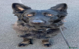 German Shepherd dogs for sale: Male longhaired black sable German shepherd  - Image 5