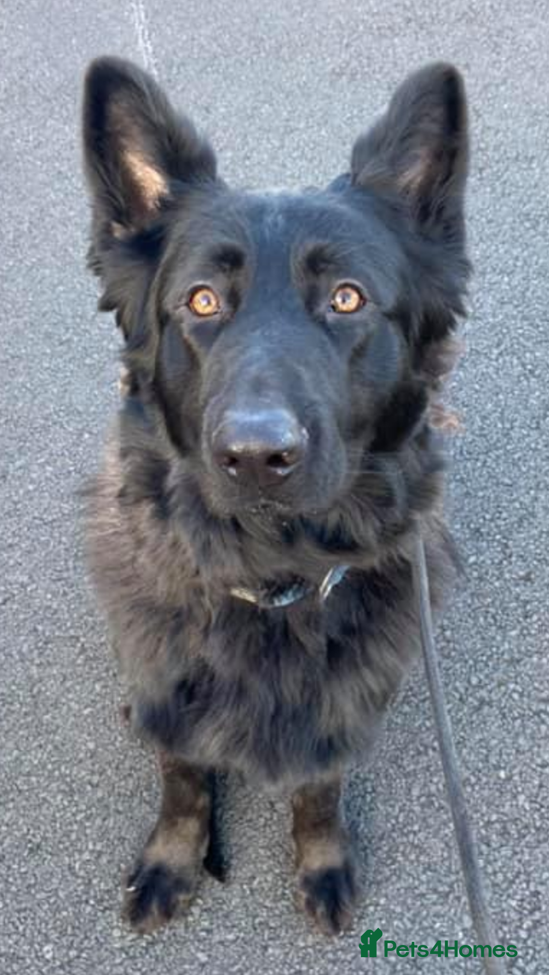 German Shepherd dogs for sale: Male longhaired black sable German shepherd  - Image 5